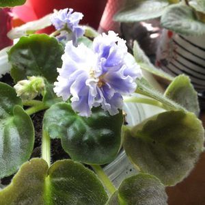 Meet your Posher, Dora